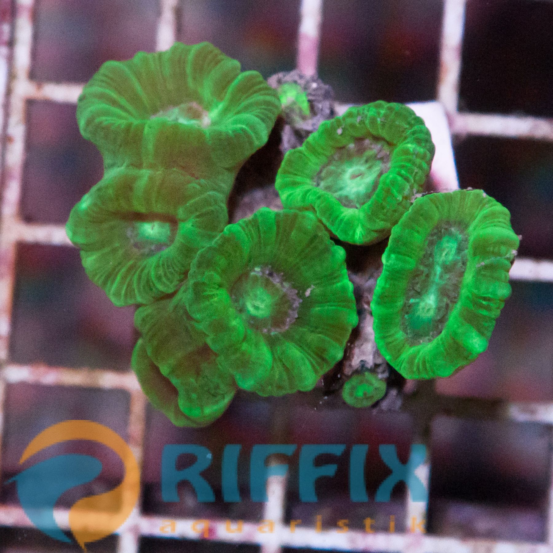 Caulastrea curvata (green)